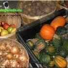 Осенний день год кормит — хранение урожая