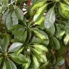 Декоративно-лиственное растение гептаплеурум